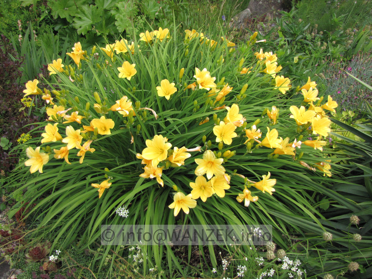 Hemerocallis Stella d' Oro - Sol.JPG